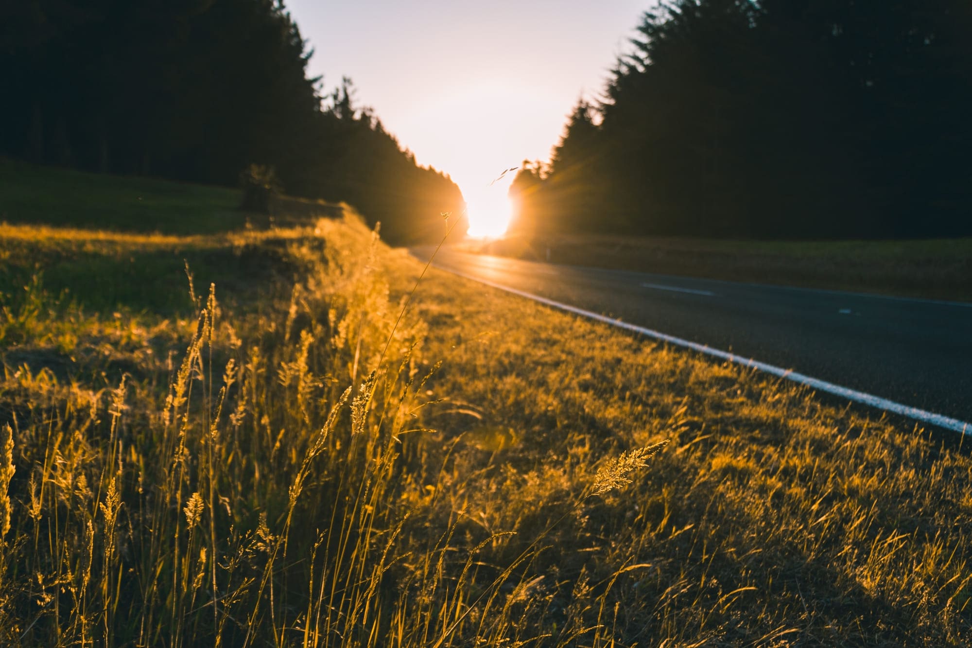 Sonnenuntergang am Ende einer Straße die durch einen grünen Wald führt
