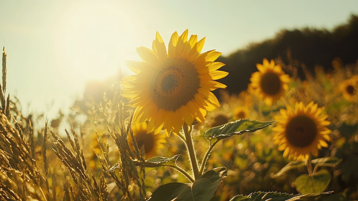 Sonnenblumenfeld mit Sonnenschein im Hintergrund