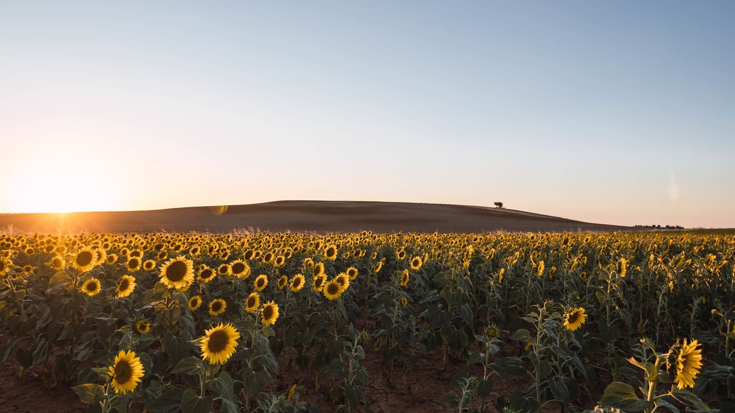 Sonnenaufgang über einem Sonnenblumenfeld