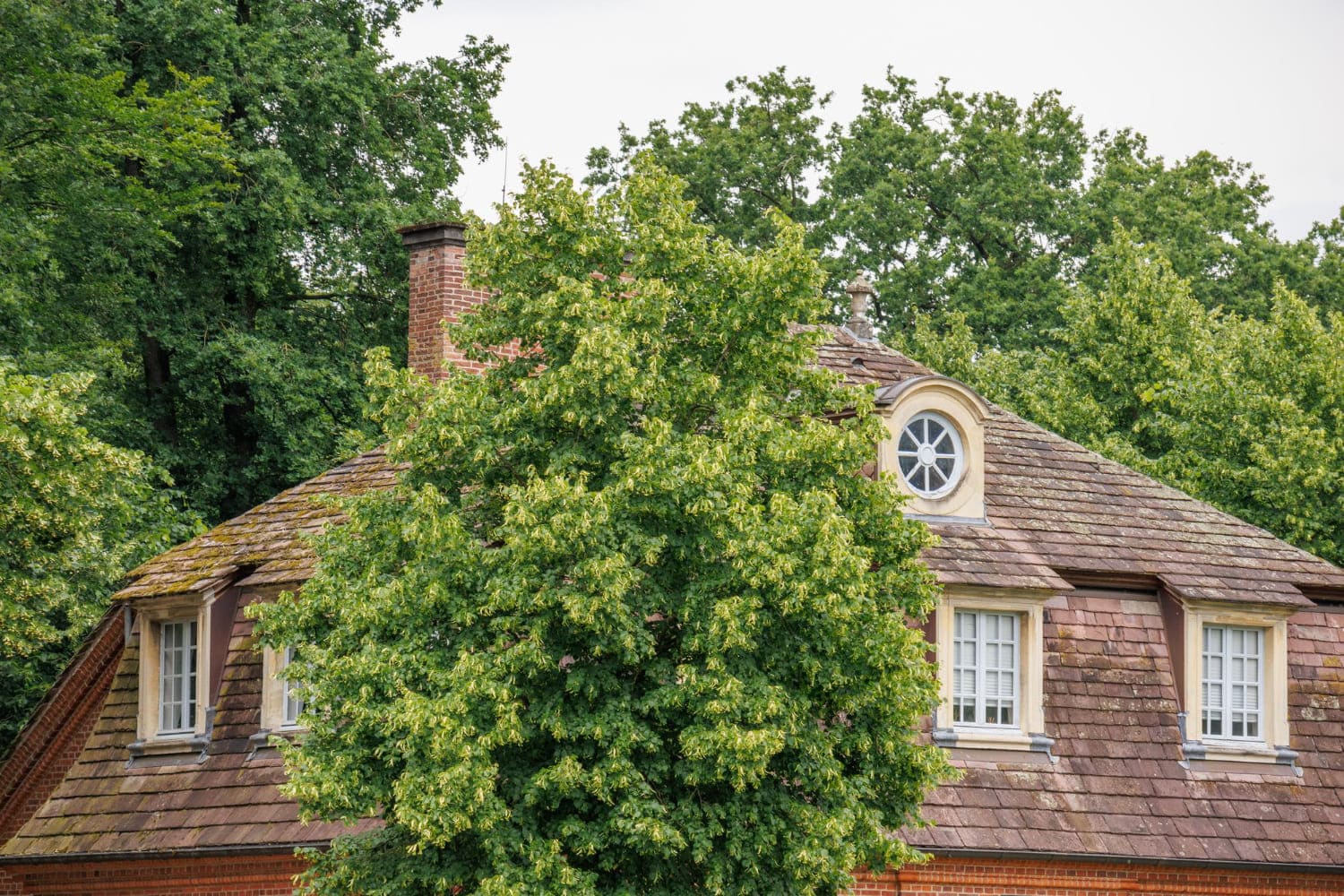 Altes Haus mit großem grünen Baum im Vordergrund