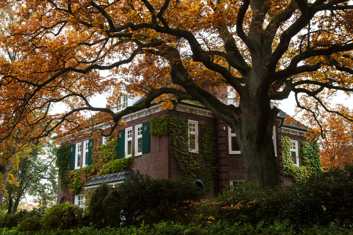 Altes Haus das mit Pflanzen bedeckt ist und einen großen Baum mit gelben Blättern vor sich hat